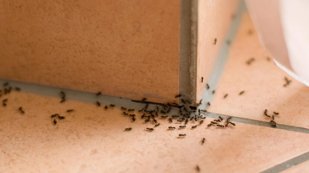 cum sa scapi de furnici